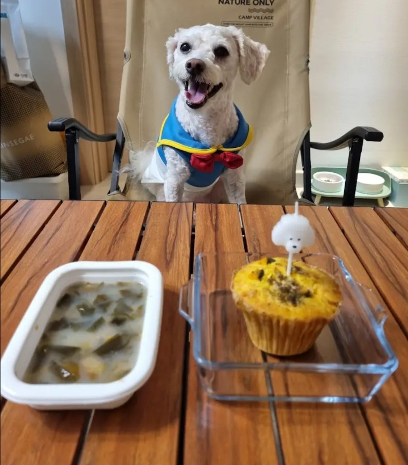 제 강아지 생파 사진입니다
