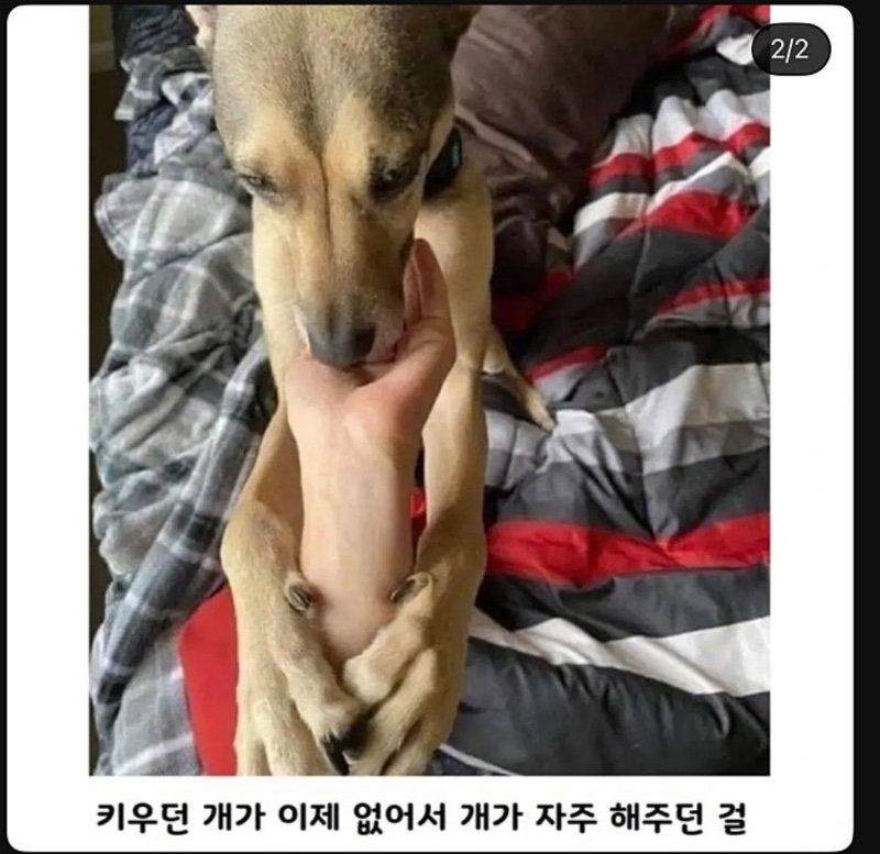 이상한 타투의 비밀