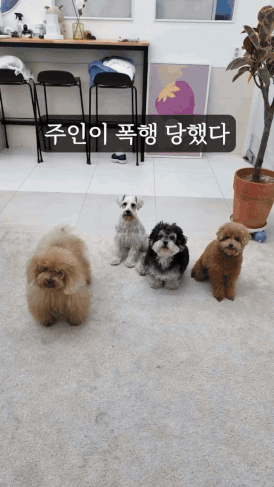 자기 주인이 폭행당하는걸 본 강아지들 반응