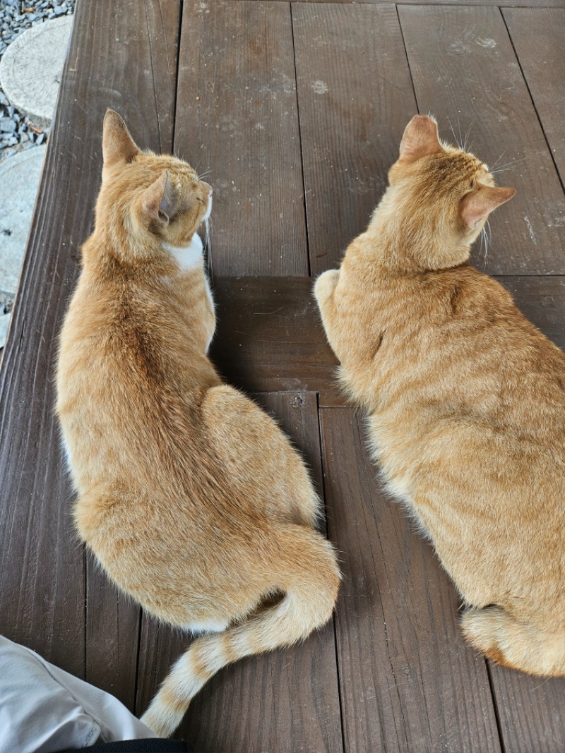 귀여운 냥이