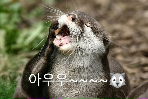 달이오빠 달이뽜 아프지마 토토