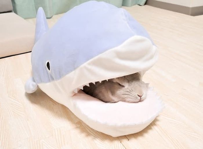 상어의 만행