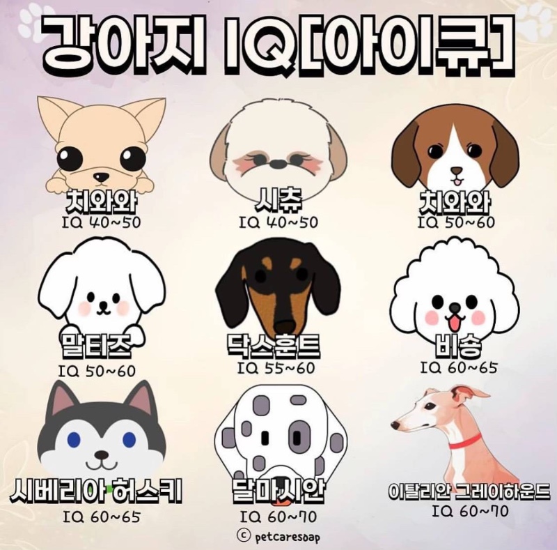 강아지 IQ