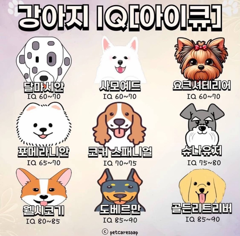 강아지 IQ