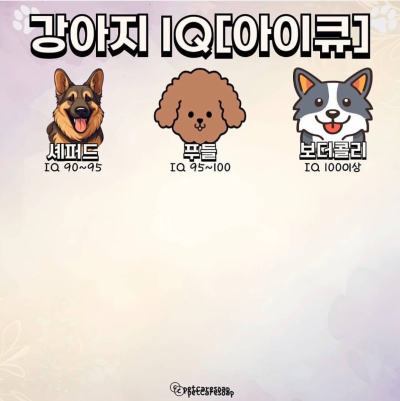 강아지 IQ