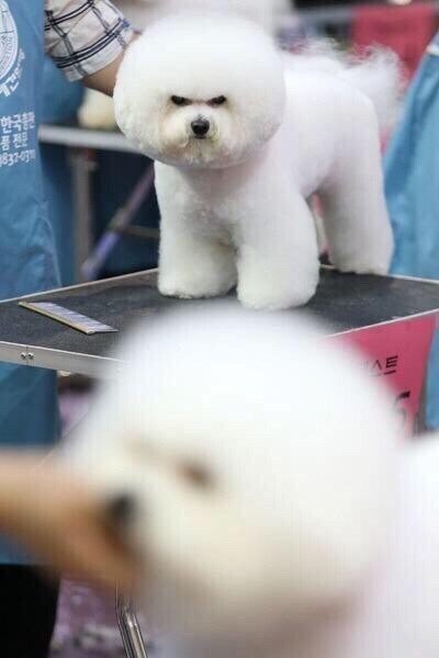 저년보다 무조건 이쁘게 짤라주세요