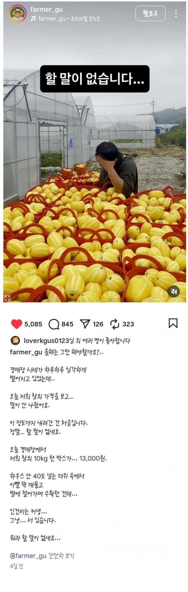 역대급 풍년이라는 참외 근황