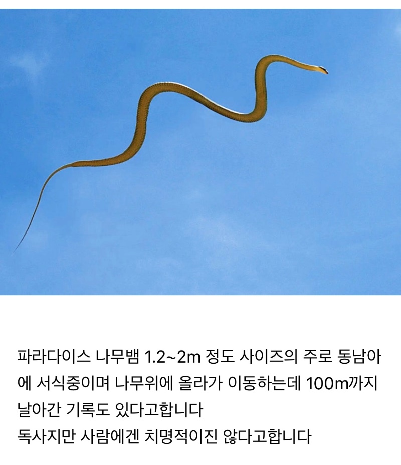 하늘을 날아 다니는 뱀