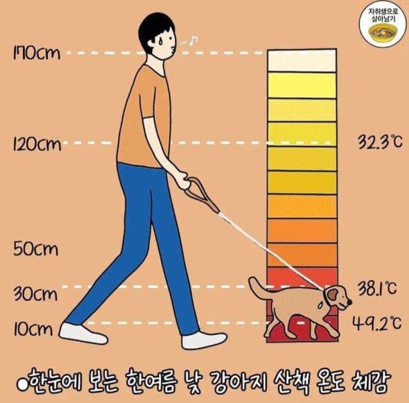강아지 산책시 주의사항