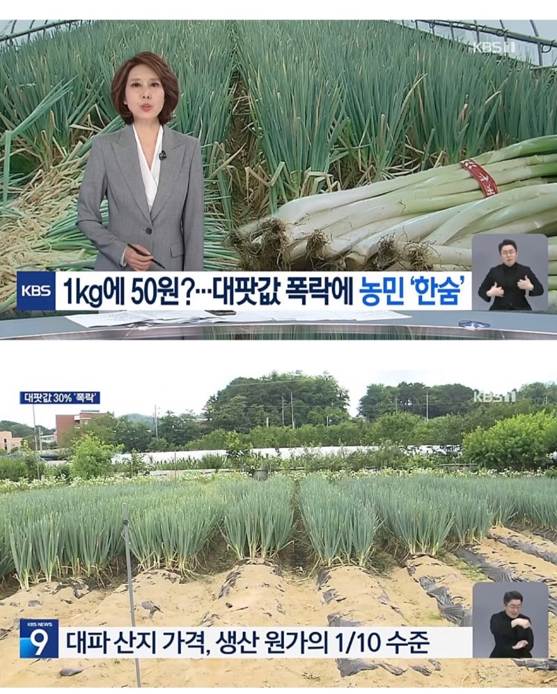 요즘 대파 산지 가격