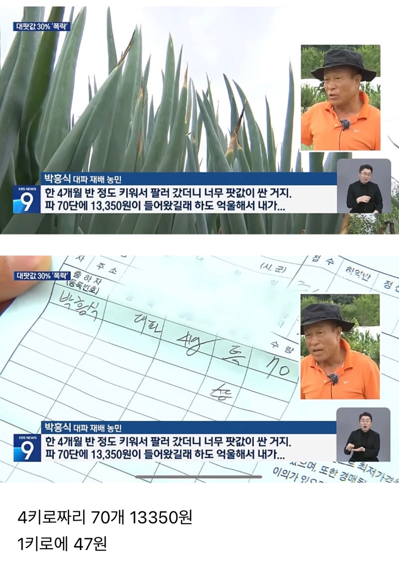 요즘 대파 산지 가격