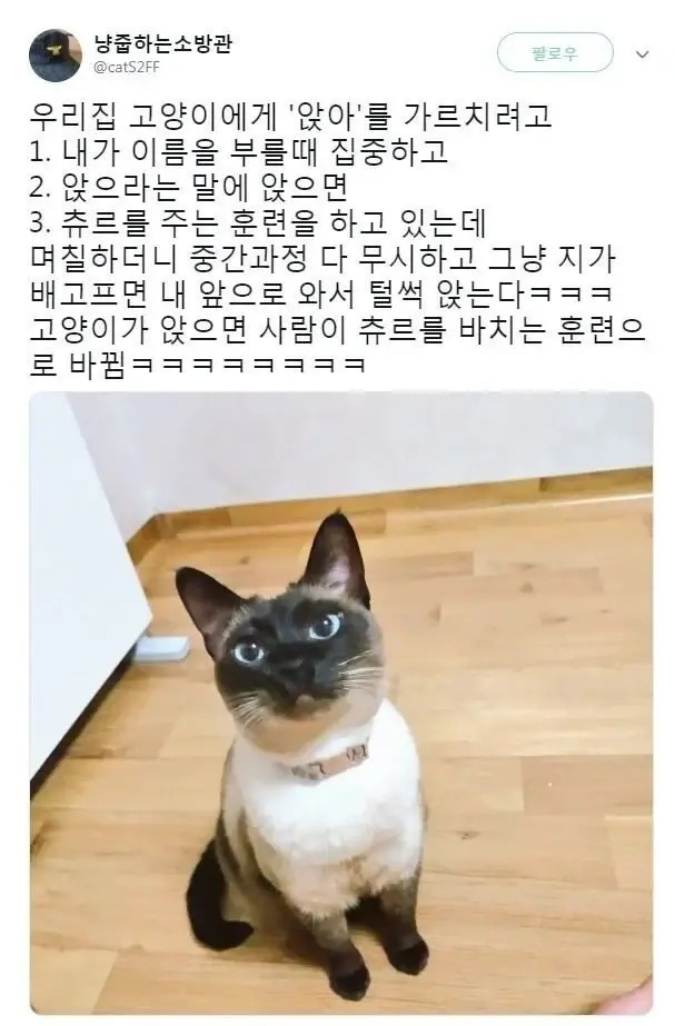 샴 고양이 머리에 '앉아'를 입력시킨 결과