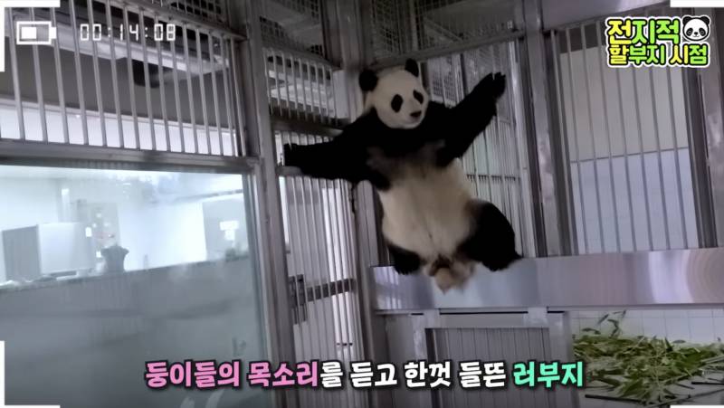 러바오 진짜 쿵푸판다 같다