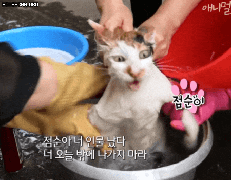 양이의 수난시대