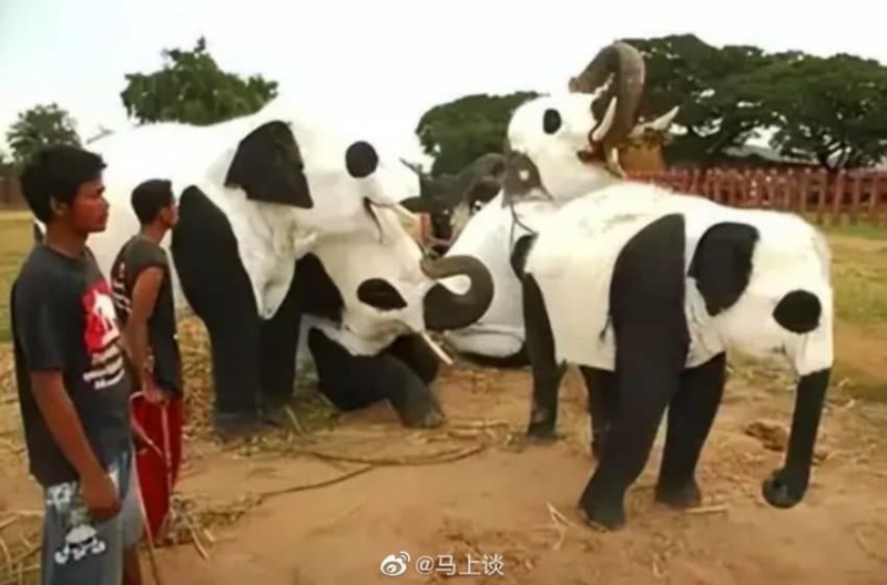 인도에 사는 판다 근황