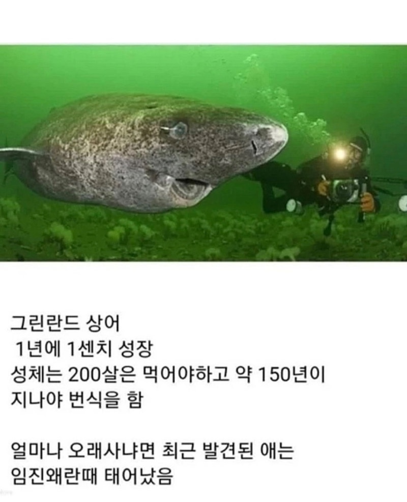 150살 부터 ㅅㅅ가 가능한 동물