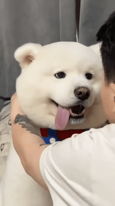 곰돌이컷 한 사모예드