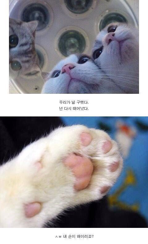 고양이들에게 구해지다