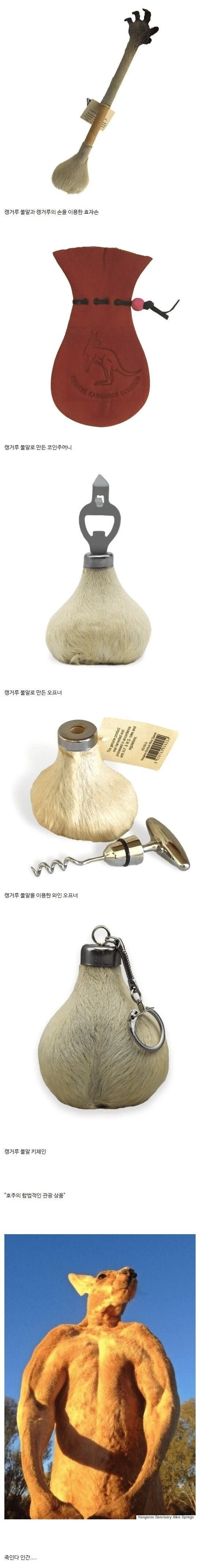 캥거루가 포악한 이유