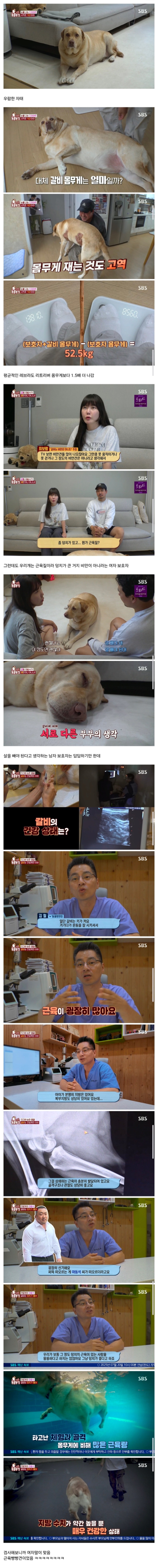 근돼견 : 갈비