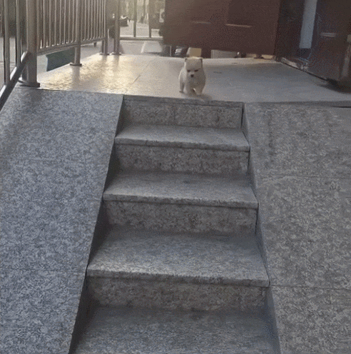 계단이 무서운 강아지들