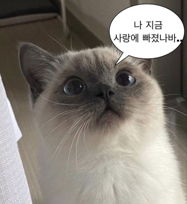 귀여운 냥이사진 공유