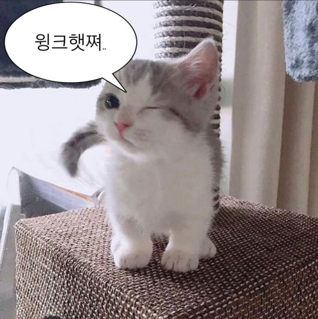 귀여운 냥이사진 공유