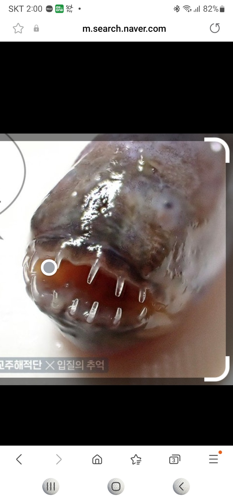 우리 상어랑 똑 같이 생긴 생선