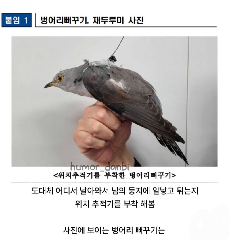뻐꾸기의 광기