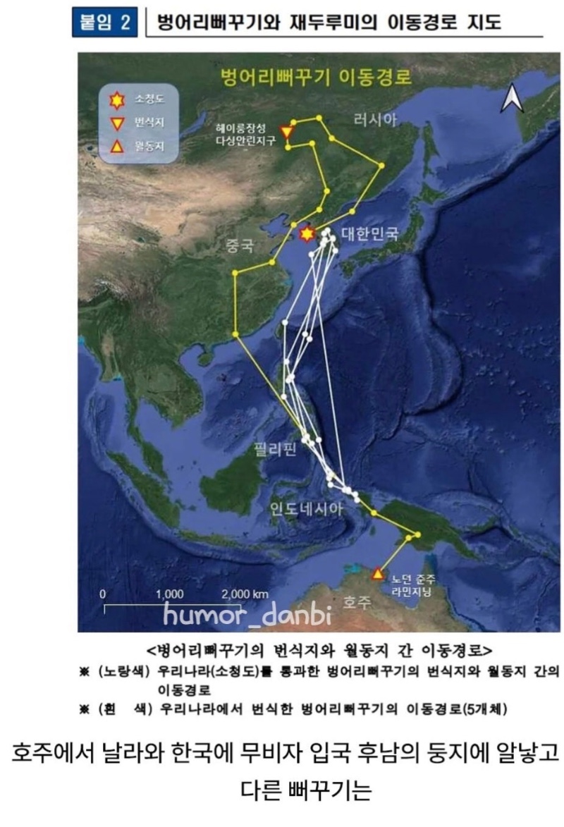 뻐꾸기의 광기