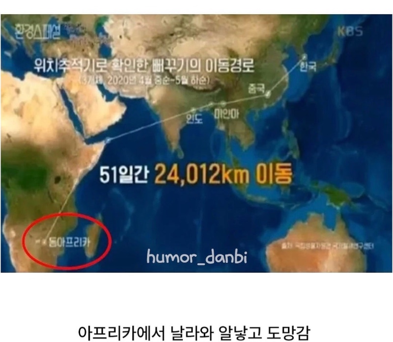 뻐꾸기의 광기