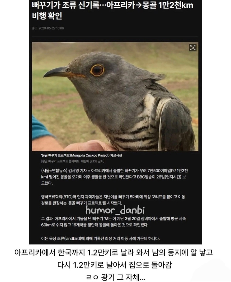 뻐꾸기의 광기