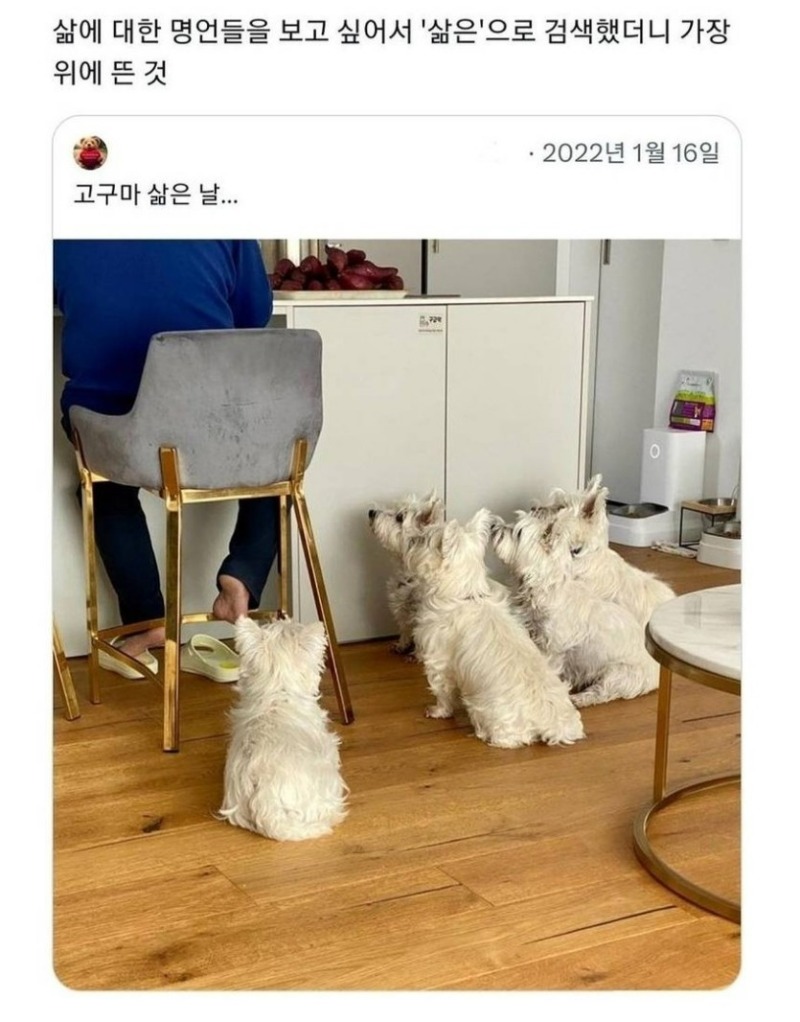 고구마 삶은날