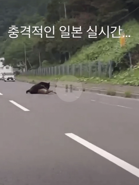 도로에서 사슴 사냥하는 곰