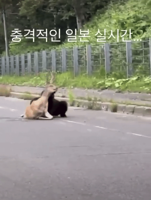 도로에서 사슴 사냥하는 곰