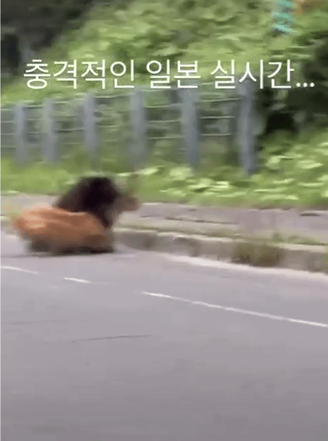 도로에서 사슴 사냥하는 곰