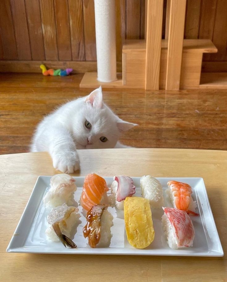 쩌메 쩌메 쩌메~~~~  맛나는 쩌메`~~