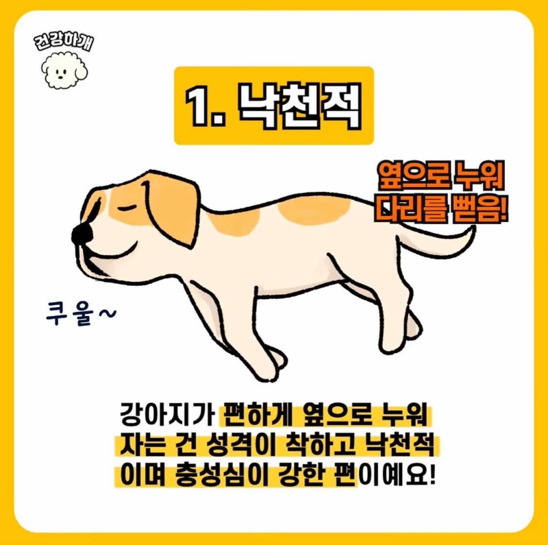 강아지 수면자세로 보는 성격