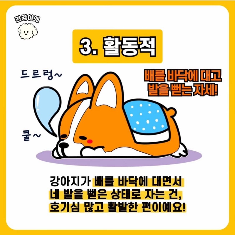 강아지 수면자세로 보는 성격