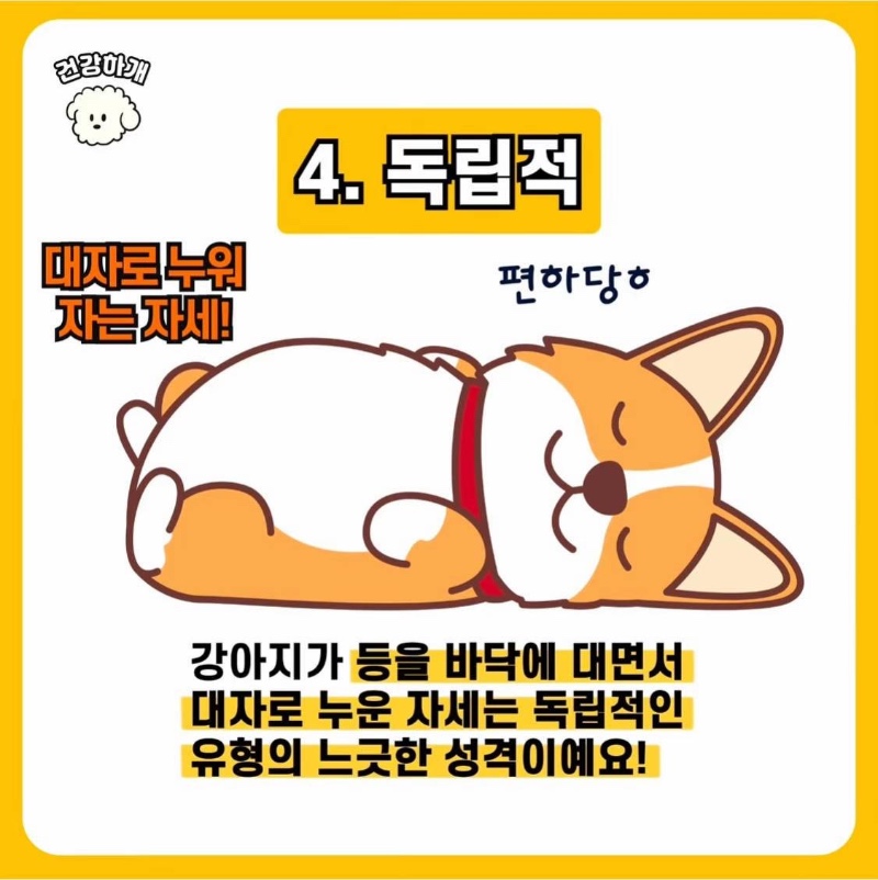 강아지 수면자세로 보는 성격