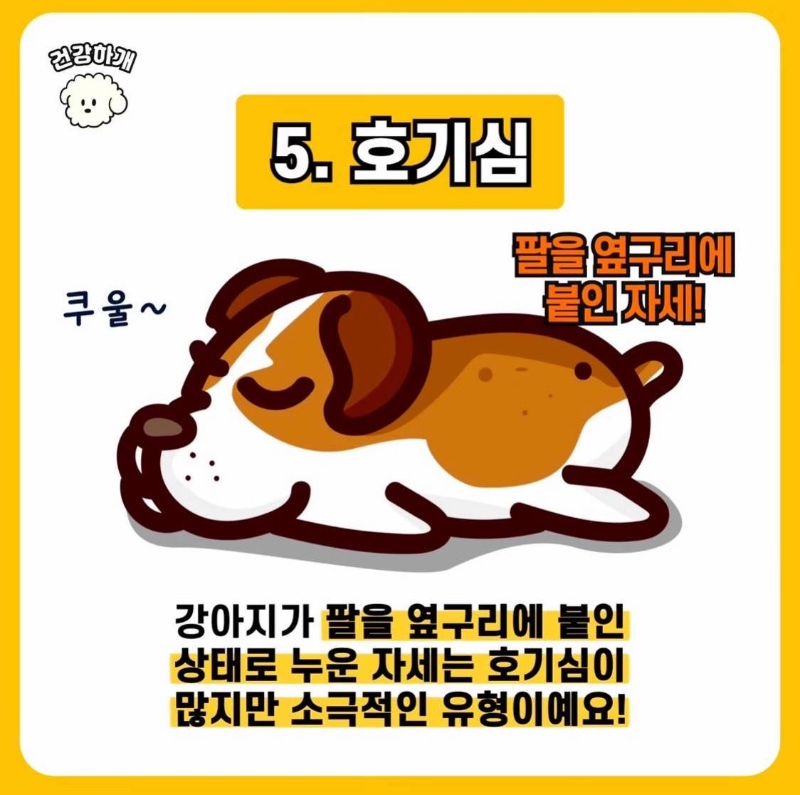 강아지 수면자세로 보는 성격