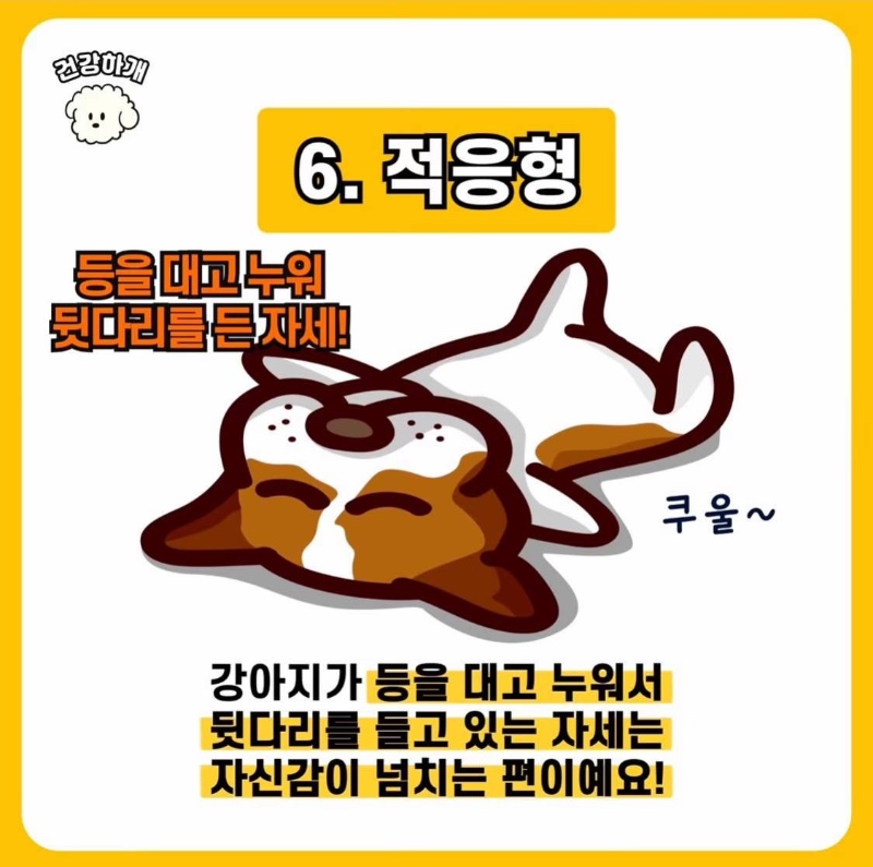 강아지 수면자세로 보는 성격