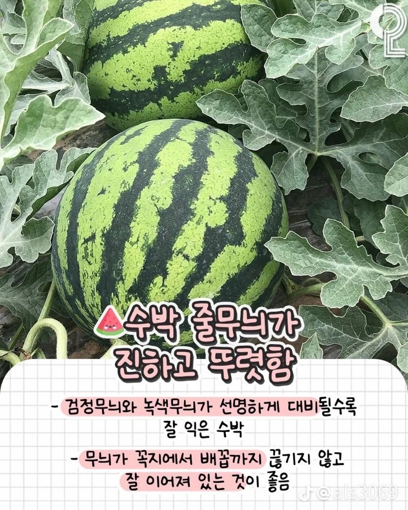 굿몽~수박 잘 고르는법