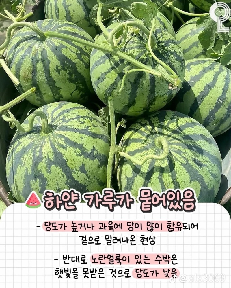 굿몽~수박 잘 고르는법