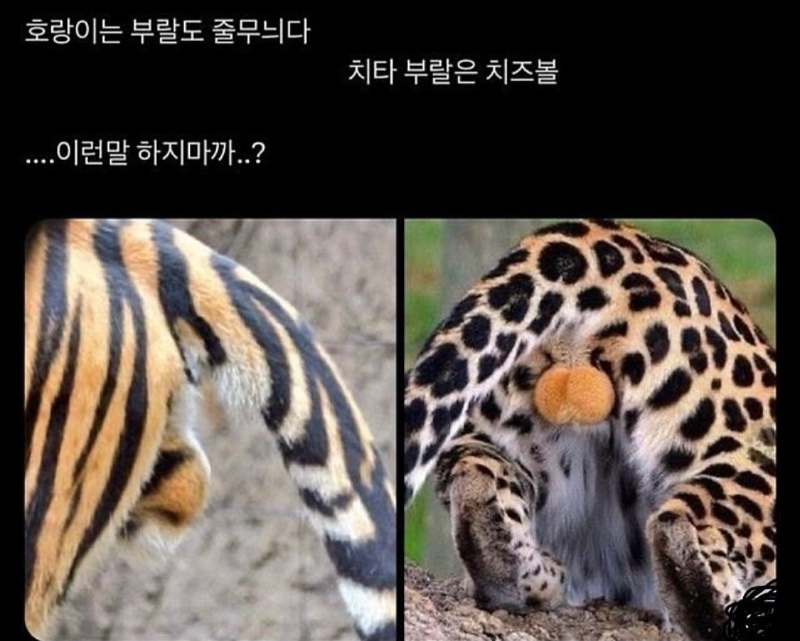 랑이와 치타 구별방법