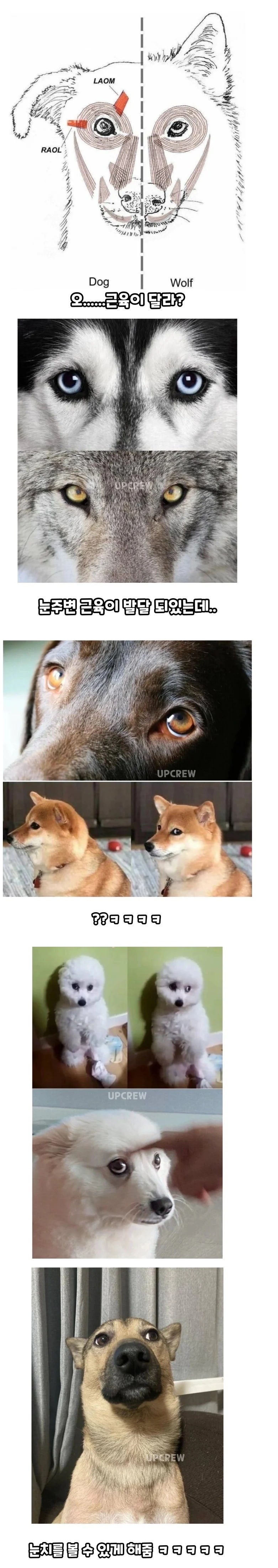 늑대는 없고 개는 있는 근육