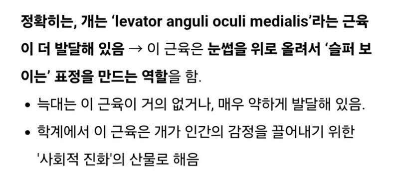 늑대는 없고 개는 있는 근육