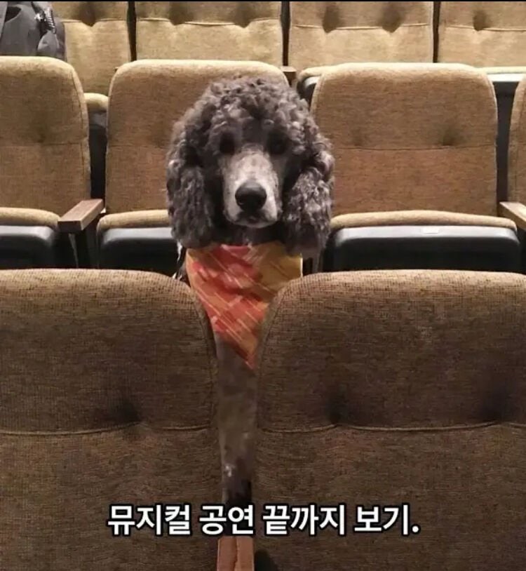 안내견이 되기 위한 마지막 시험
