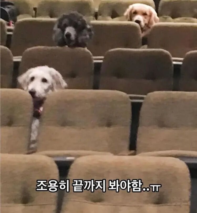 안내견이 되기 위한 마지막 시험