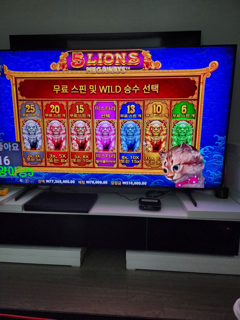 양이 영감 방송 시작햇네!!
